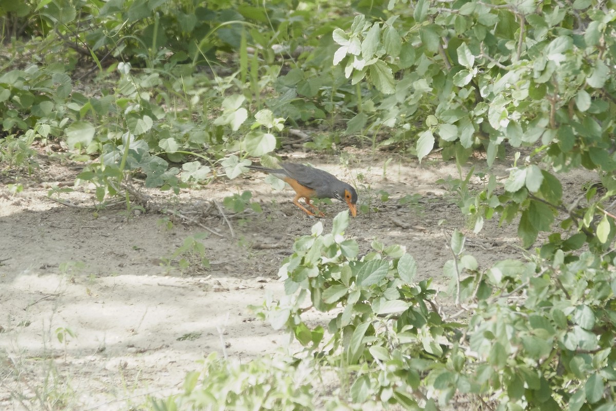 African Bare-eyed Thrush - ML612527811