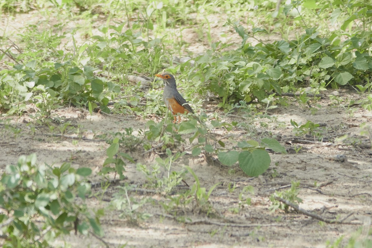 African Bare-eyed Thrush - Anonymous