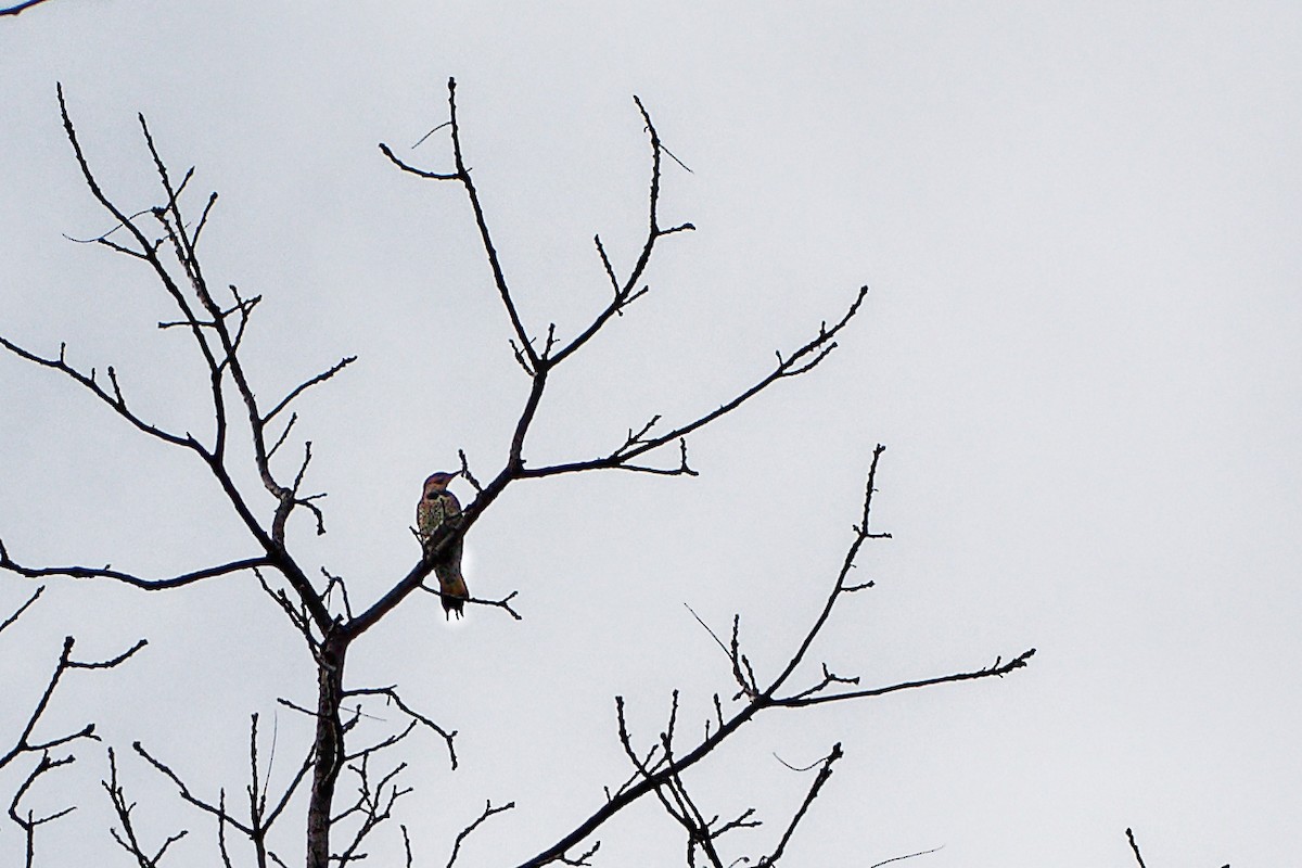 Northern Flicker - Steve Wale