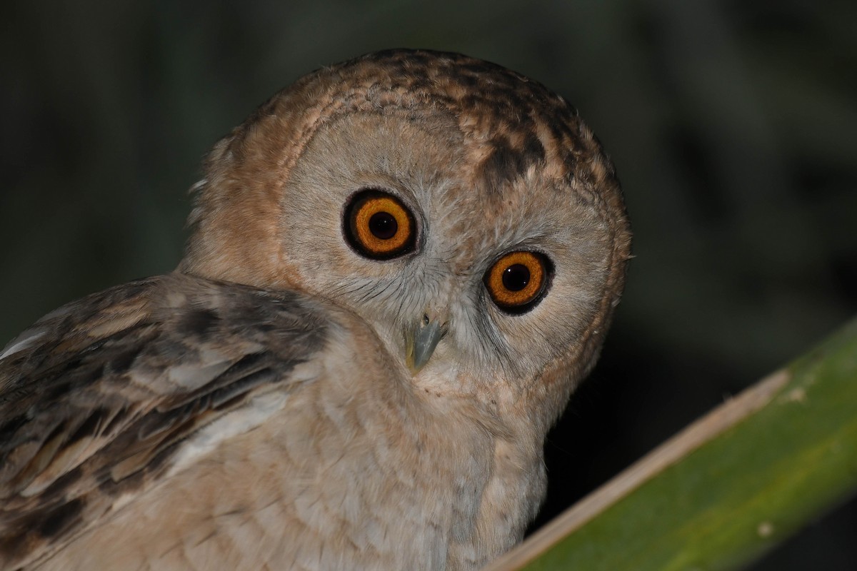 Desert Owl - ML612527836
