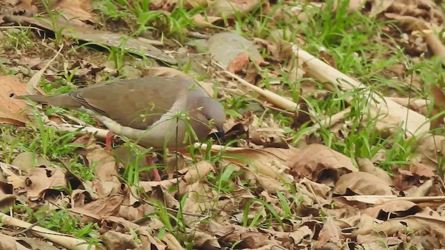 White-tipped Dove - ML612527946