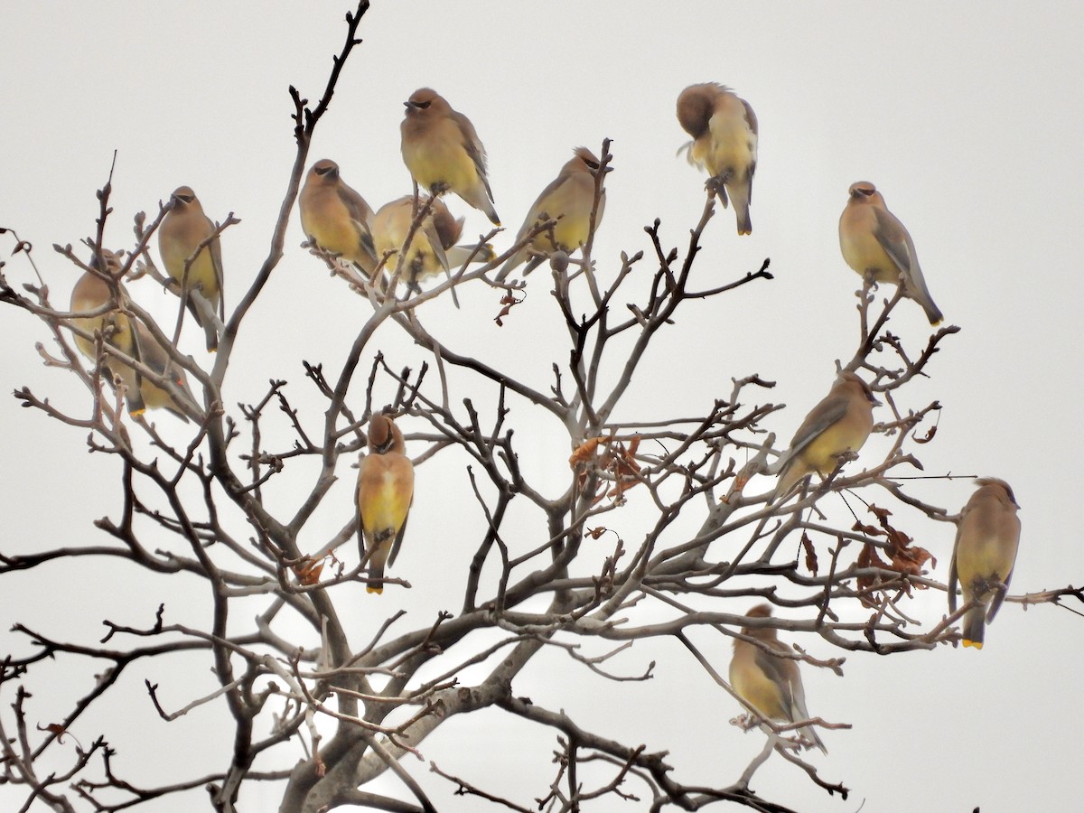 Cedar Waxwing - Pat Hare