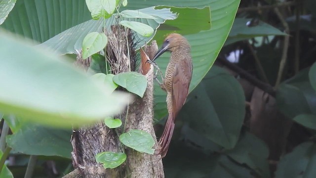 Northern Barred-Woodcreeper - ML612528036