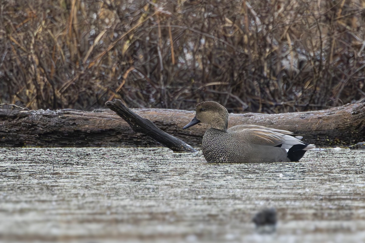 Gadwall - ML612528069