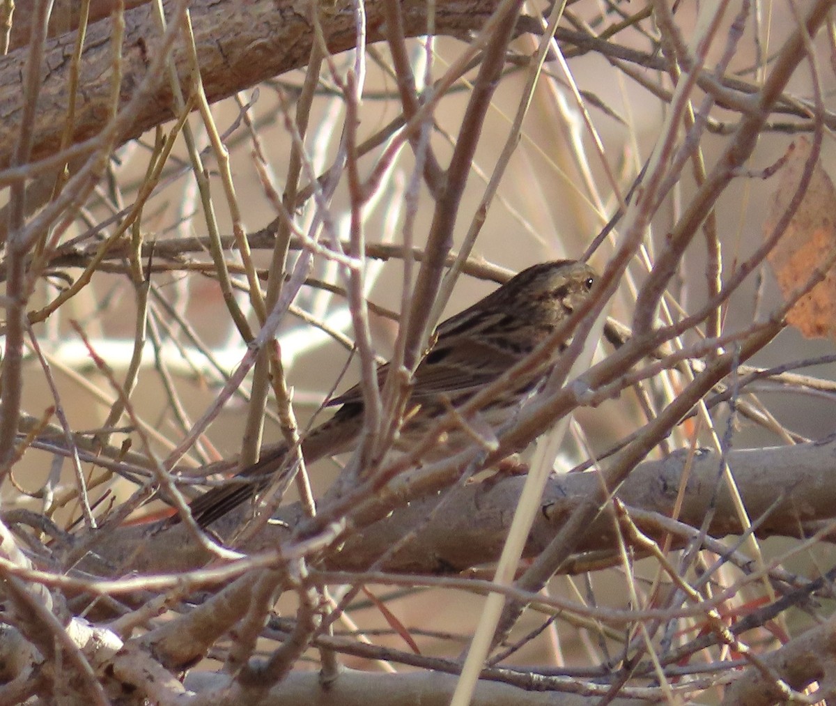 Song Sparrow - Dennis Cooke