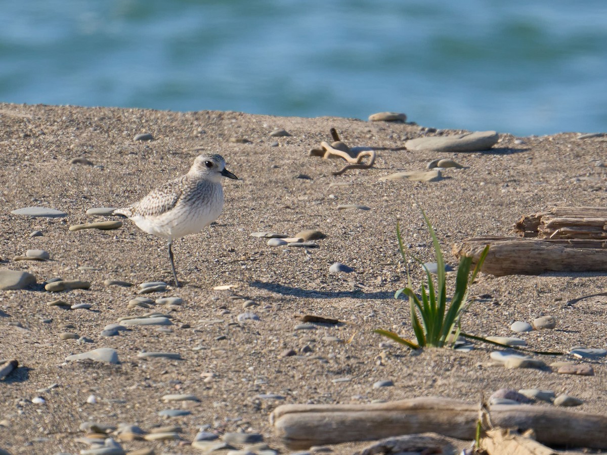 Black-bellied Plover - ML612528125