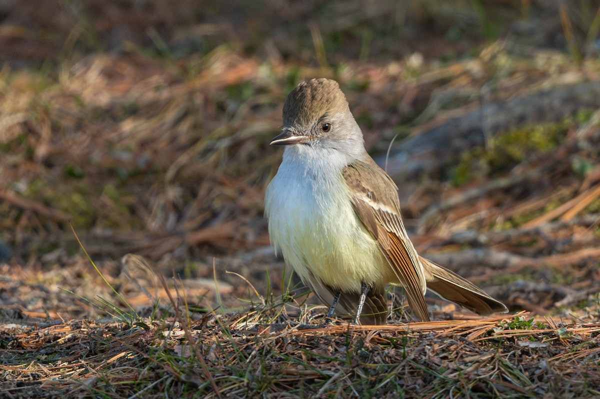 Ash-throated Flycatcher - Coleen Lawlor