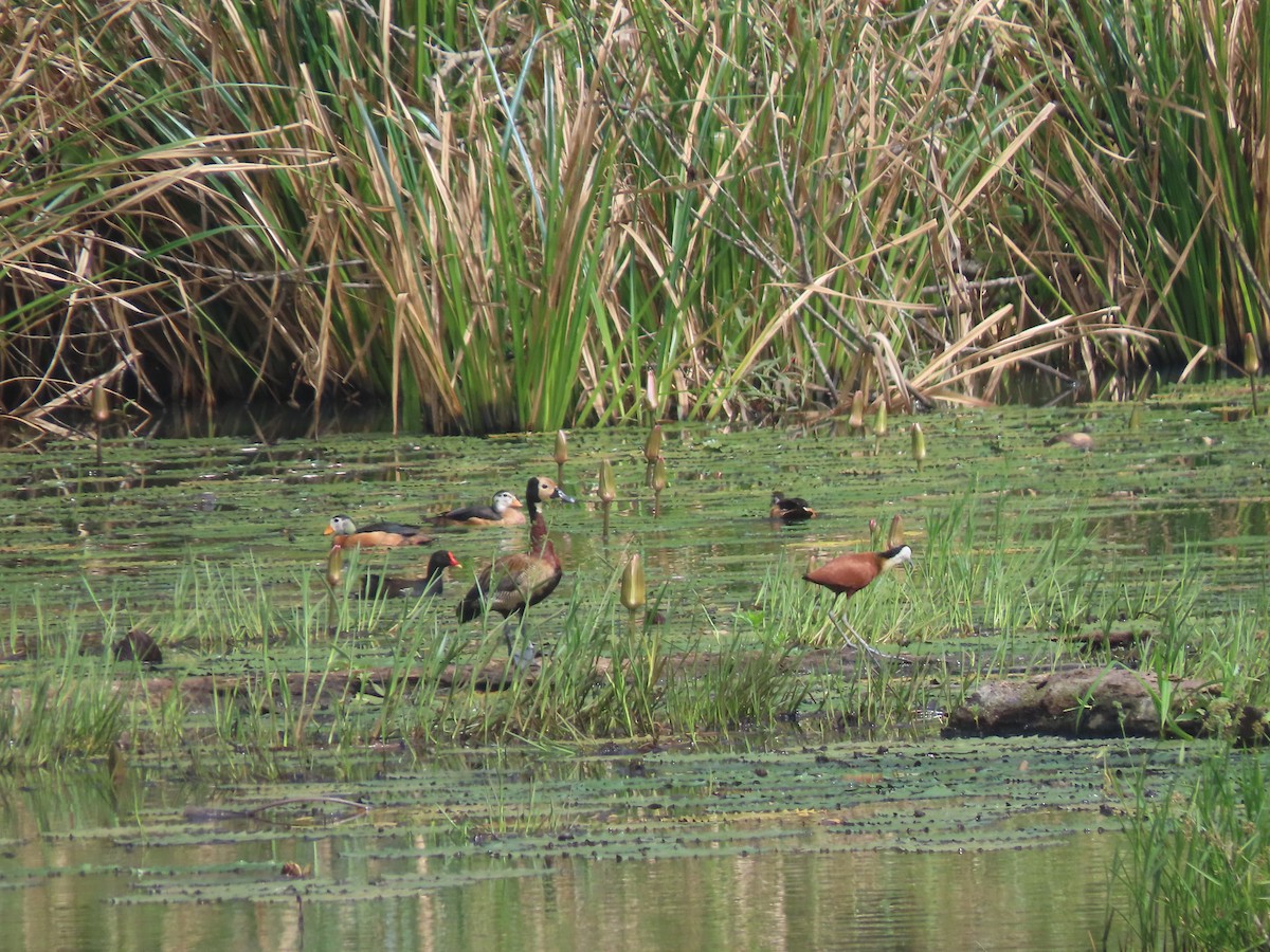 Gallinule poule-d'eau - ML612528152