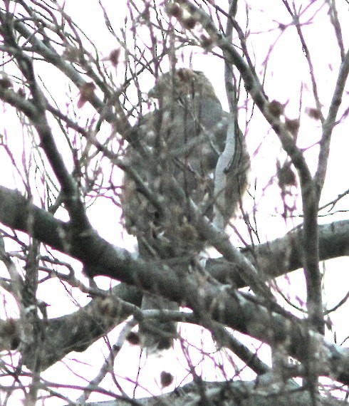 Cooper's Hawk - ML612528153