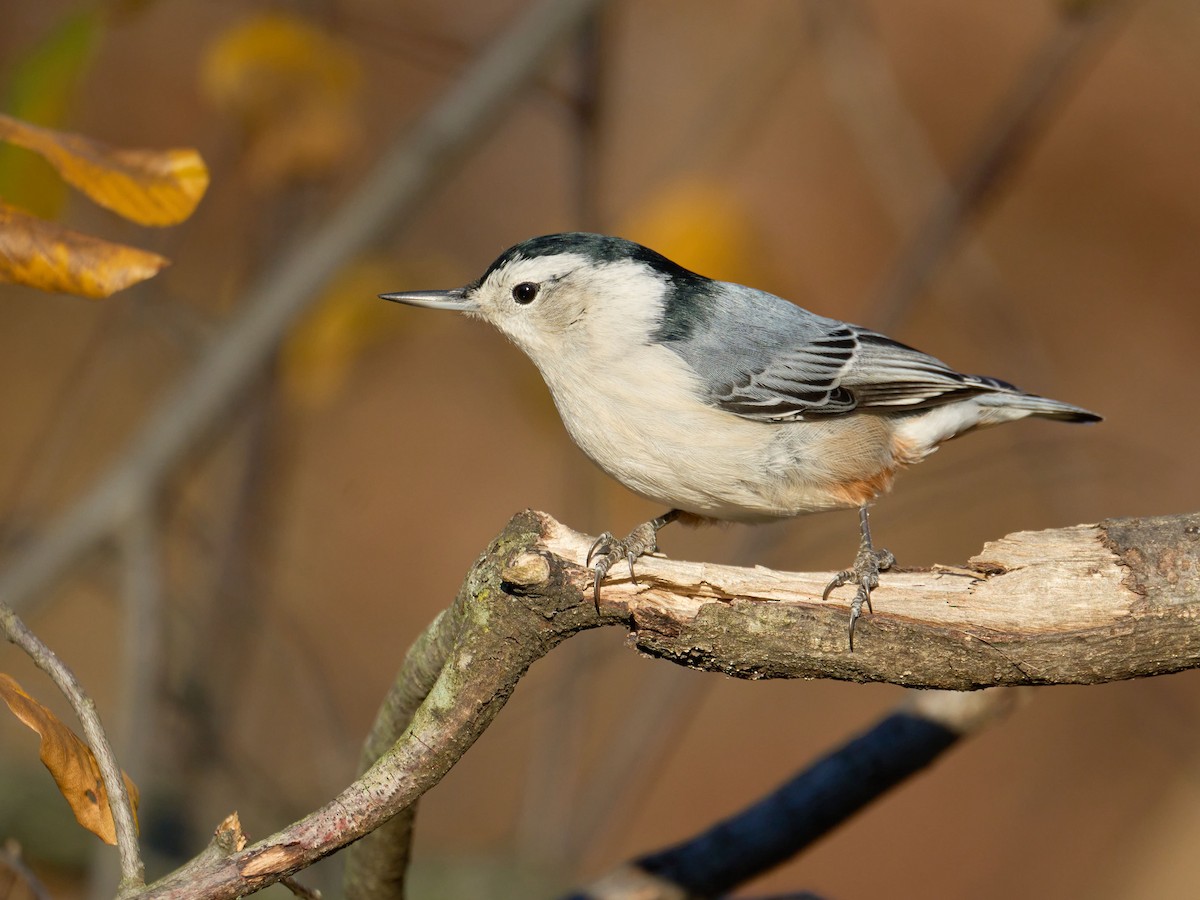 White-breasted Nuthatch - ML612528189