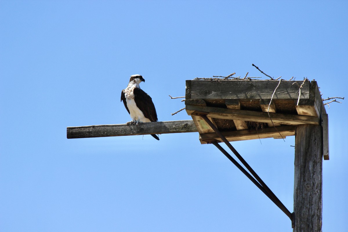 Osprey - Thomas Boe