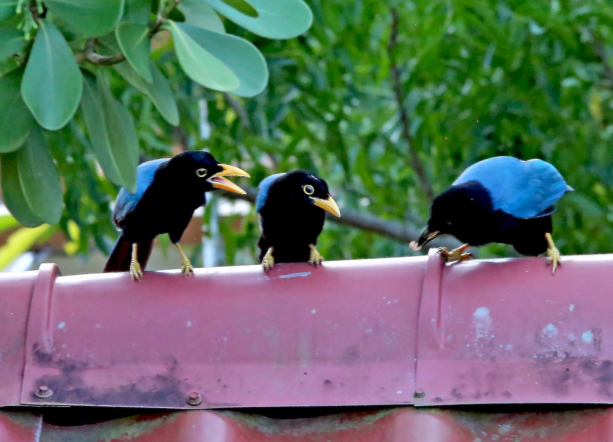 Yucatan Jay - Brad Bergstrom