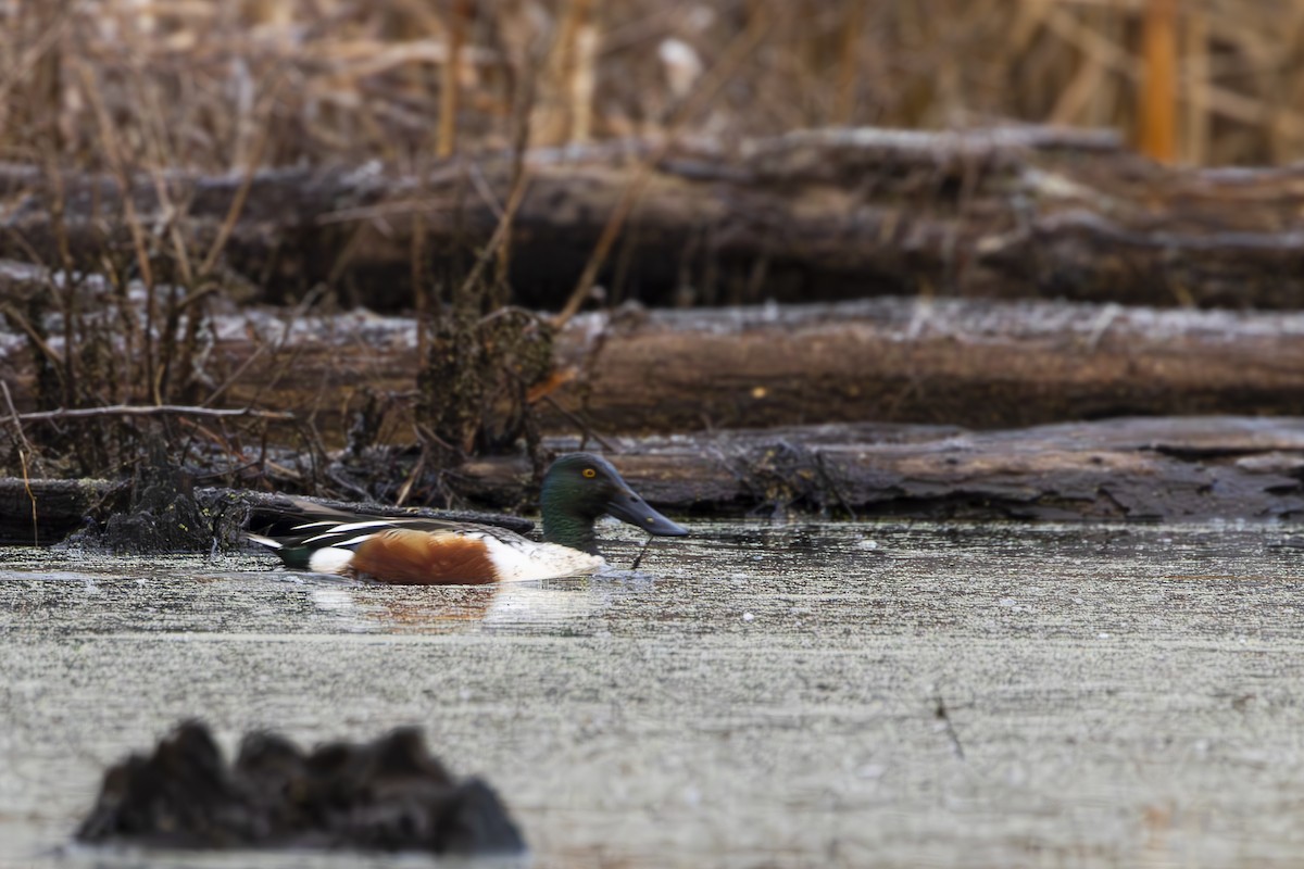 Northern Shoveler - ML612528444