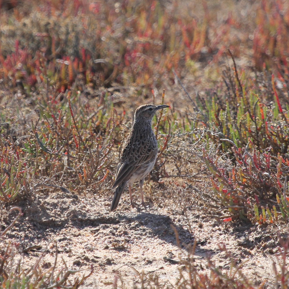 Cape Lark - ML612528562