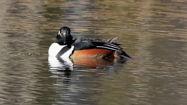 Hooded Merganser - ML612528576