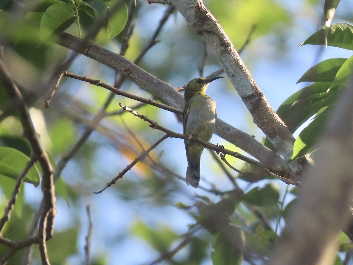 Reichenbach's Sunbird - ML612528617