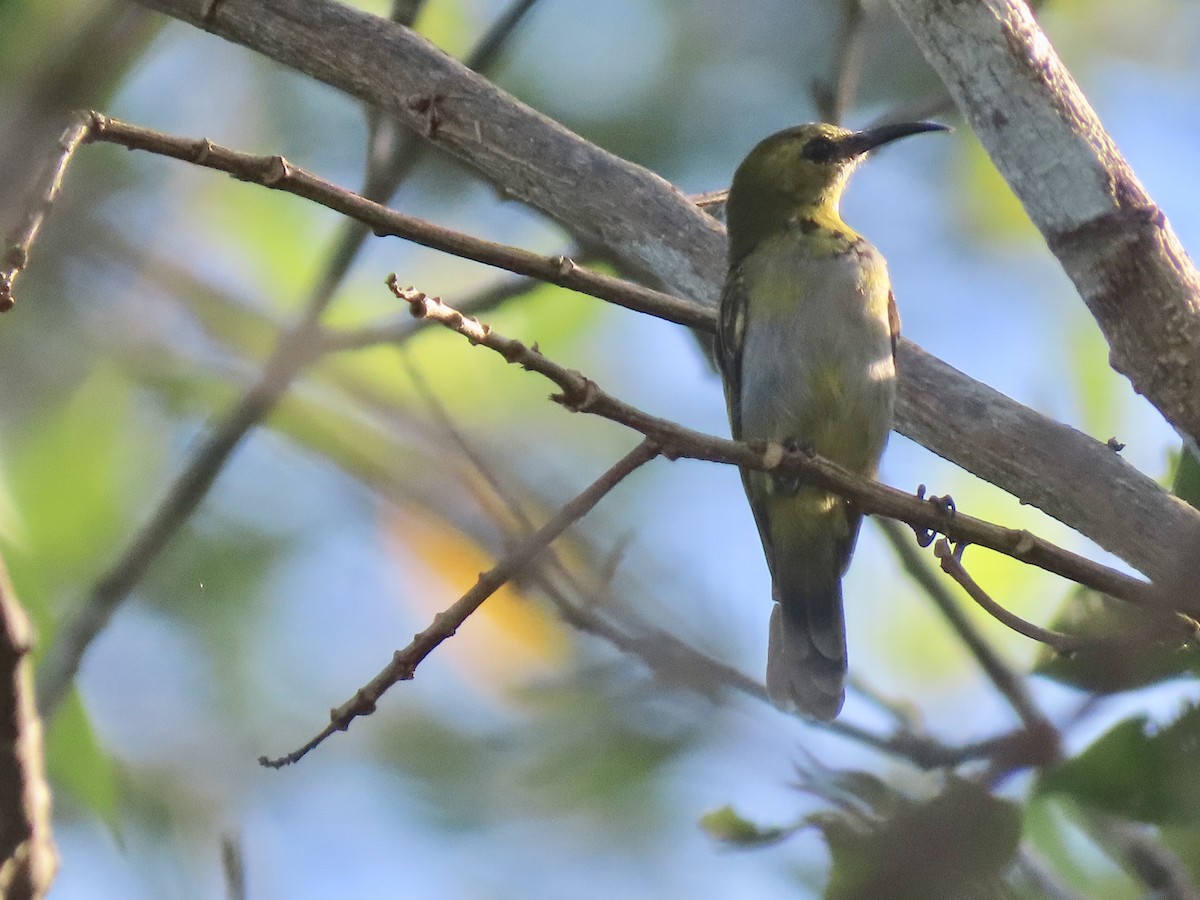 Reichenbach's Sunbird - ML612528624