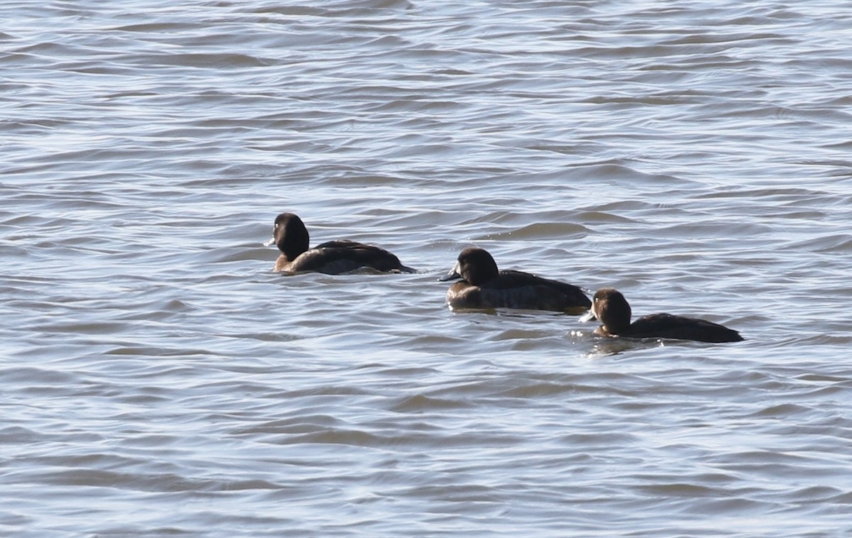 Greater Scaup - ML612528909