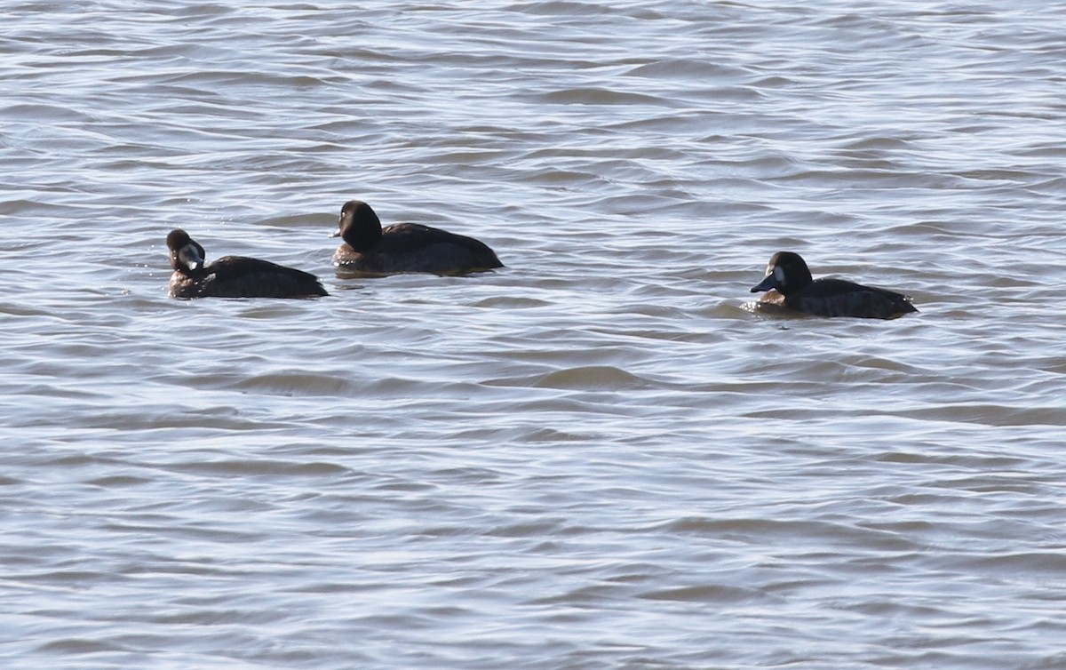 Greater Scaup - ML612528910