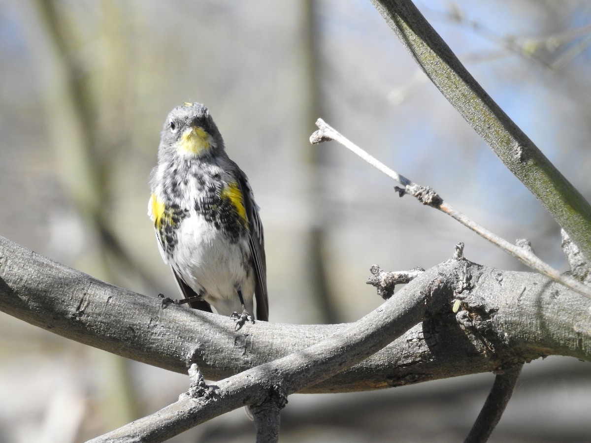 Yellow-rumped Warbler - ML612528977