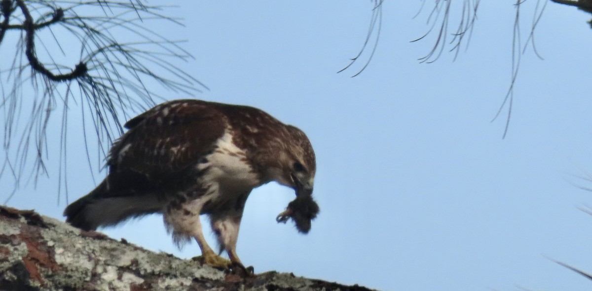 Red-tailed Hawk - Susan Talburt