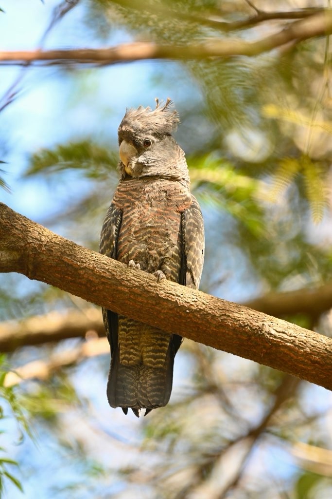 Gang-gang Cockatoo - Neil Boness