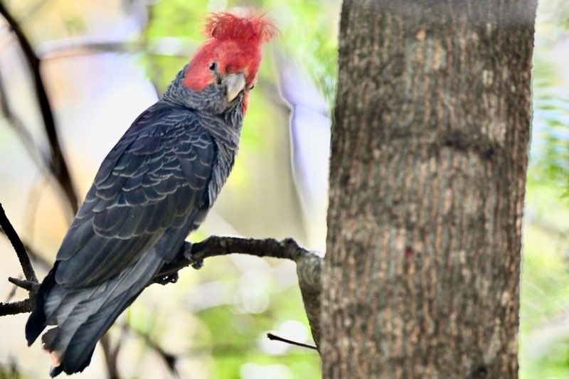 Gang-gang Cockatoo - Neil Boness