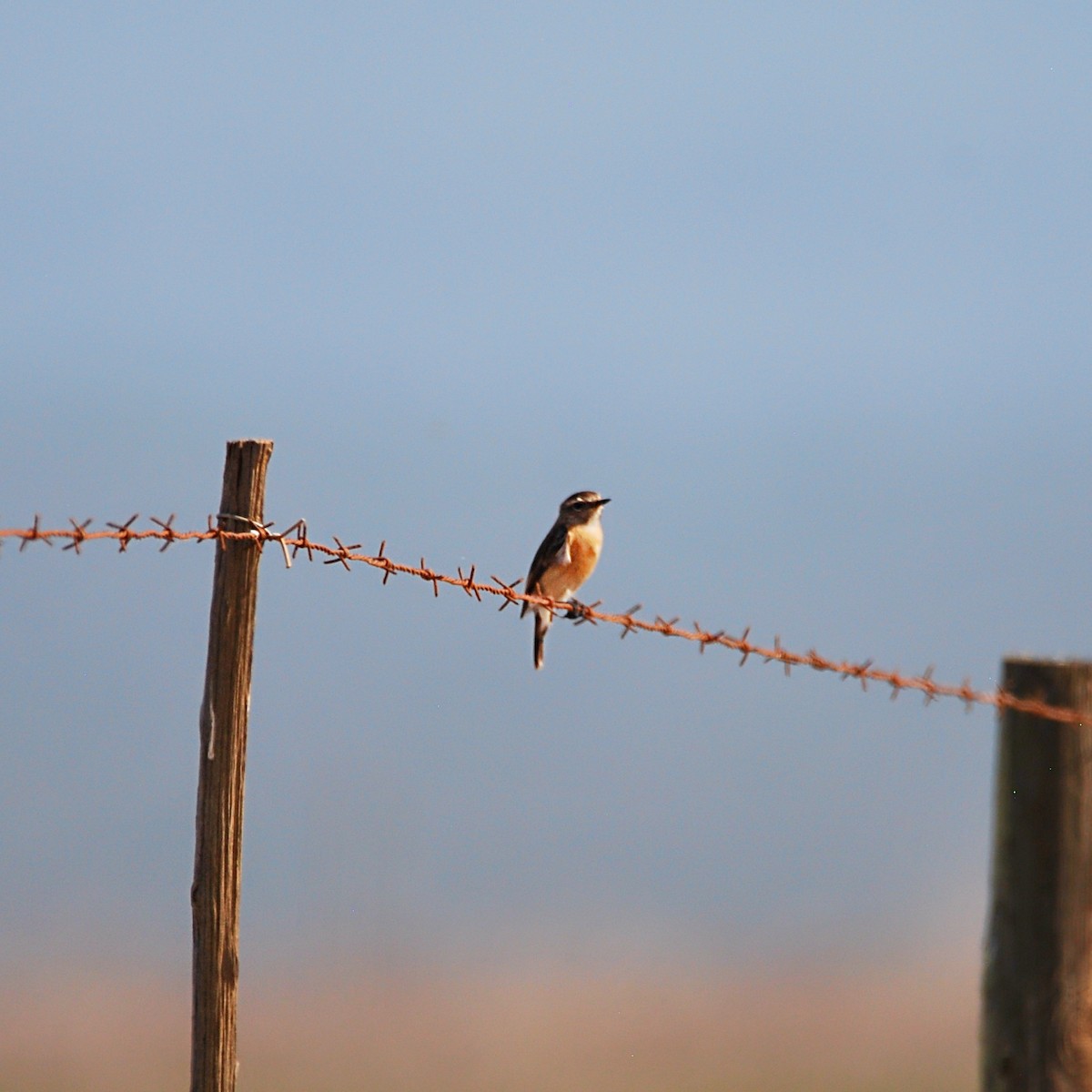 African Stonechat (African) - ML612529169