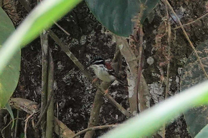 Wallace's Fairywren - ML612529180