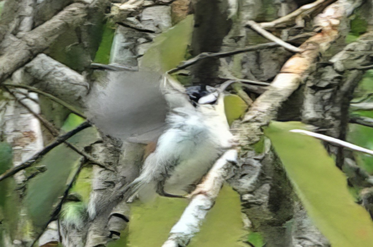 Wallace's Fairywren - ML612529181