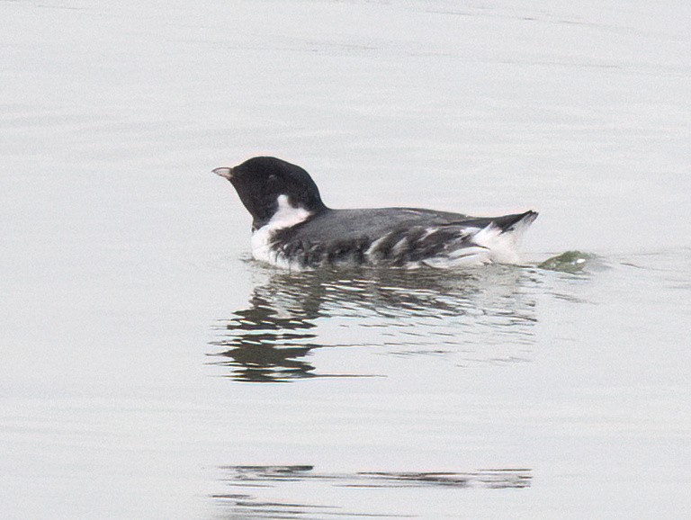 Ancient Murrelet - ML612529239