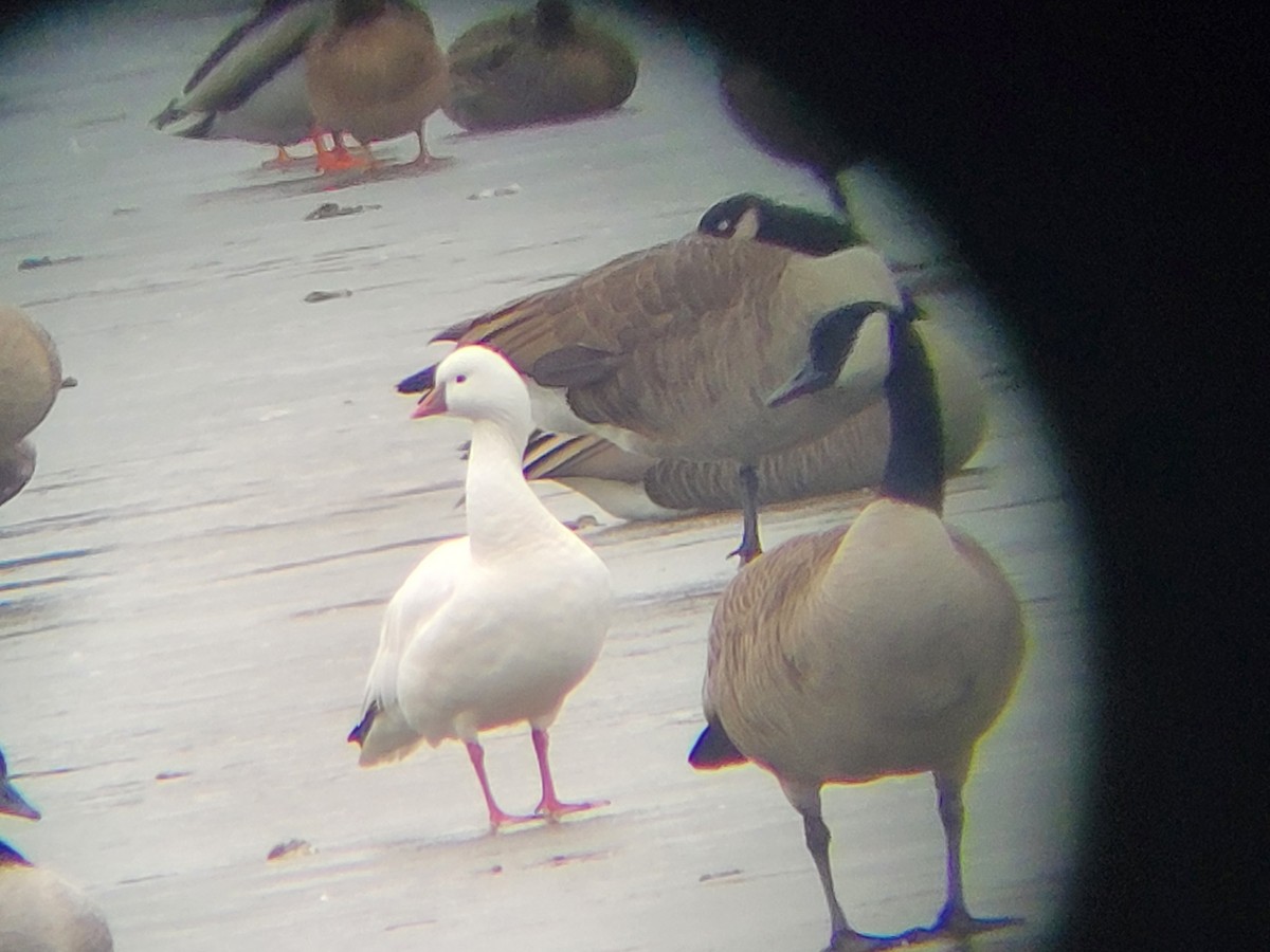 Ross's Goose - ML612529313