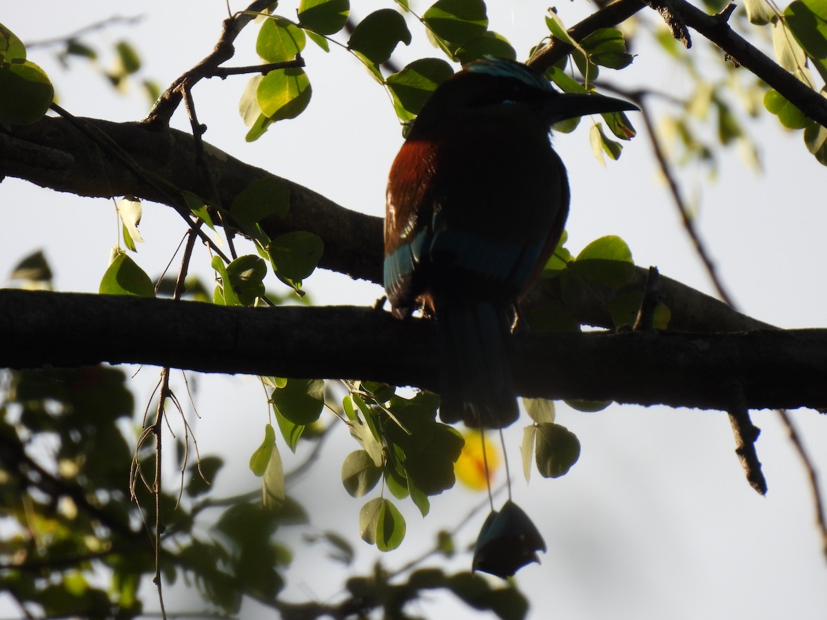 Turquoise-browed Motmot - ML612529337