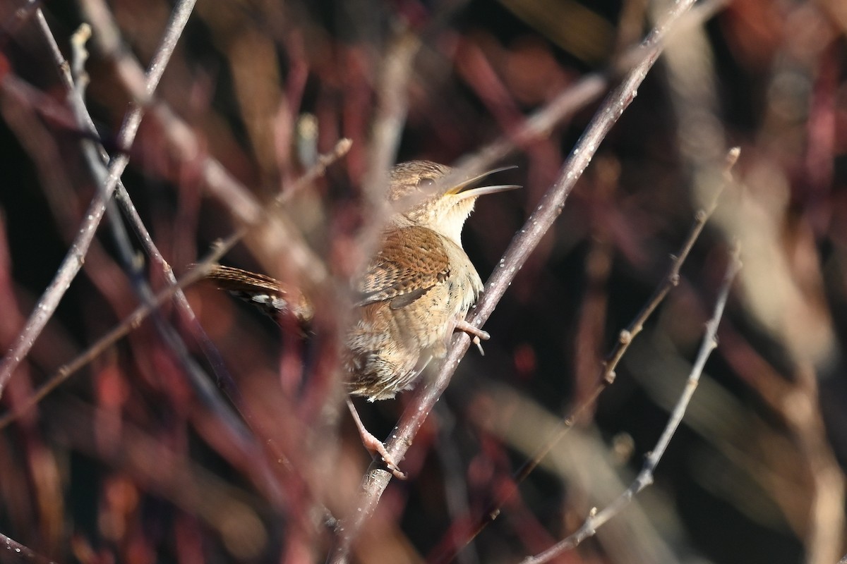 House Wren (Northern) - Dan O'Brien