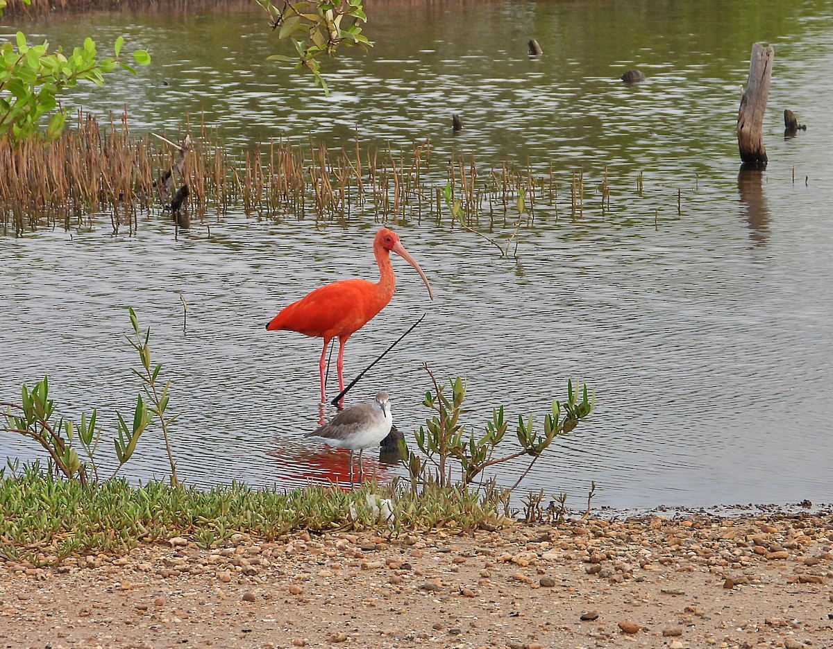 Scarlet Ibis - ML612529363