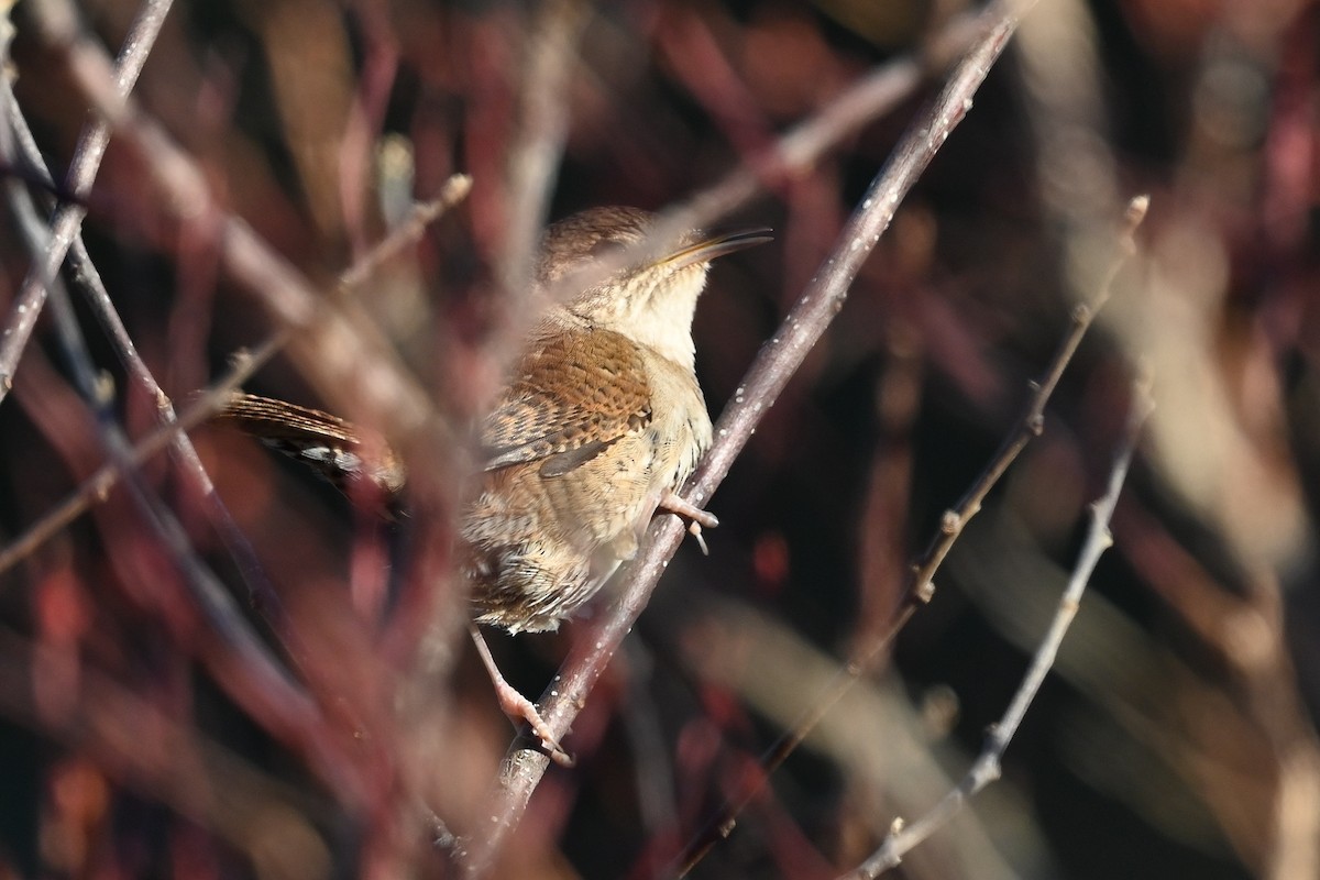 House Wren (Northern) - Dan O'Brien