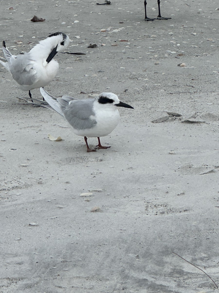 Forster's Tern - ML612529482