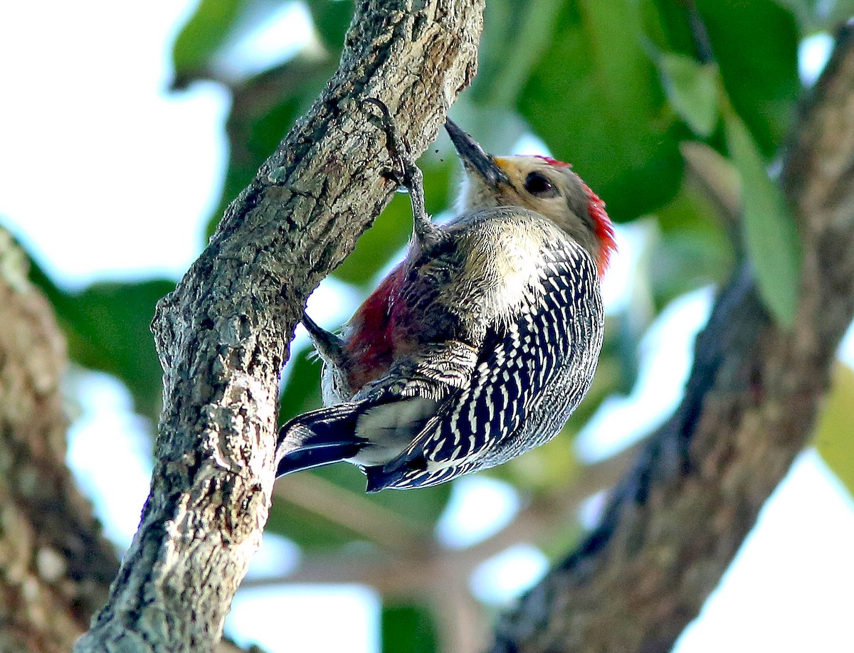 Yucatan Woodpecker - Brad Bergstrom