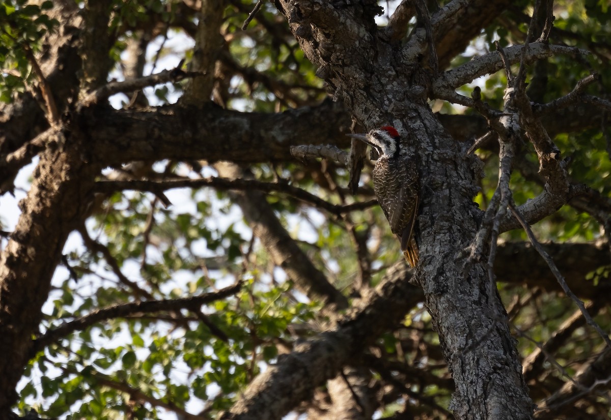 Bearded Woodpecker - Simon Mitchell