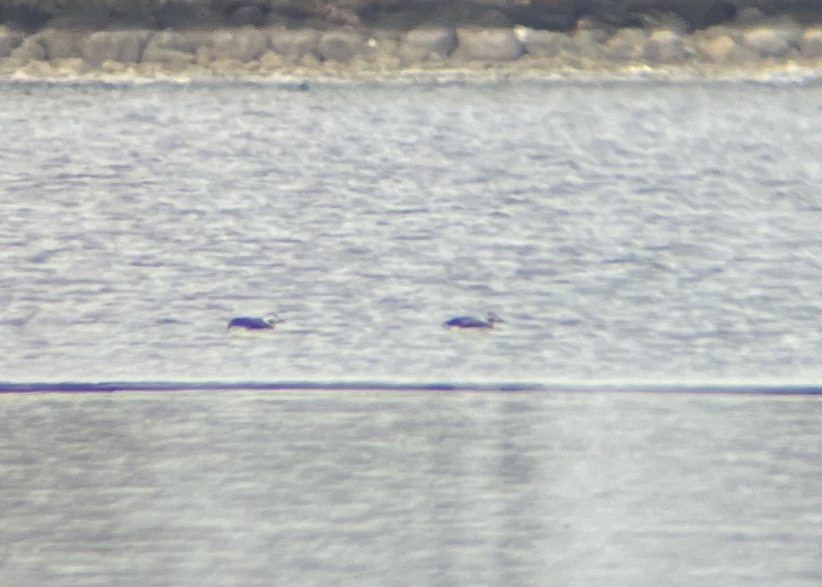 Long-tailed Duck - ML612529517