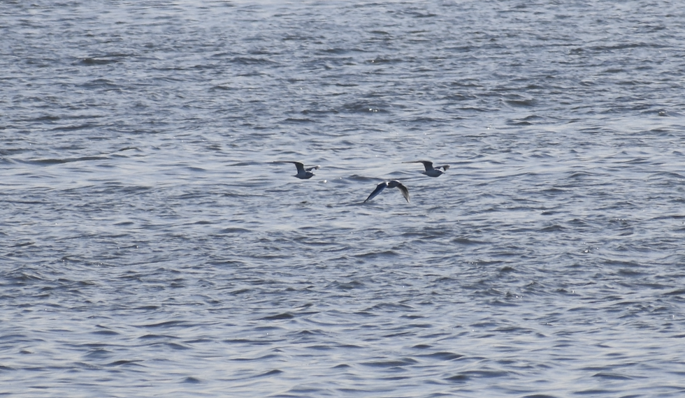 Bonaparte's Gull - ML612529523