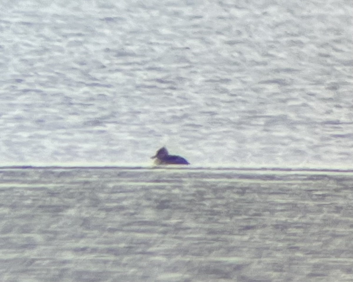Hooded Merganser - ML612529524