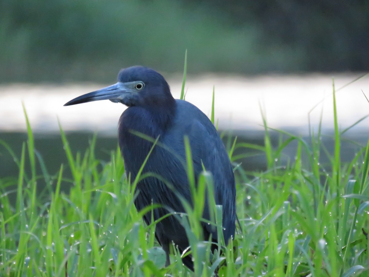 Little Blue Heron - Leonard Barrett