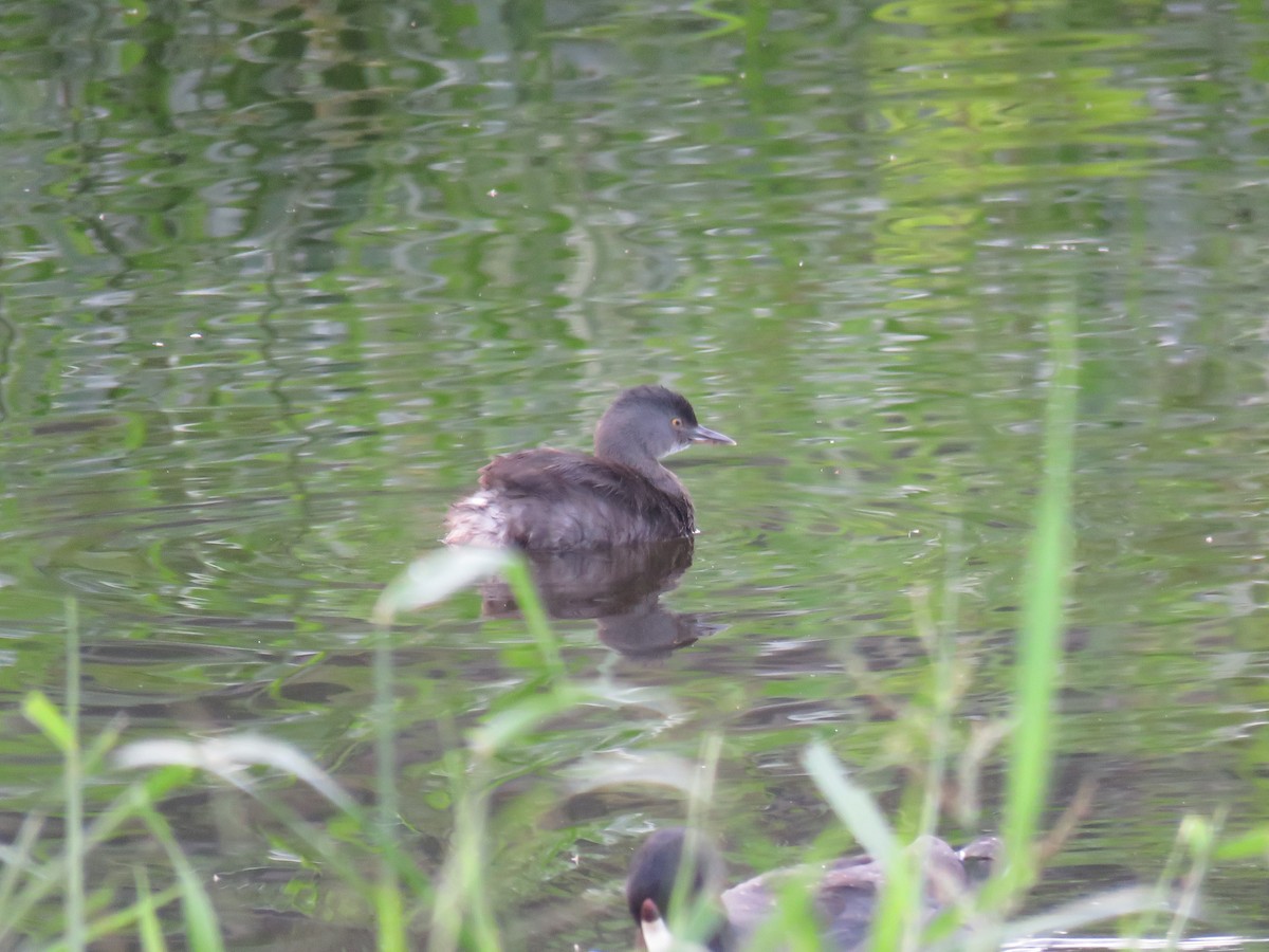 Least Grebe - Leonard Barrett