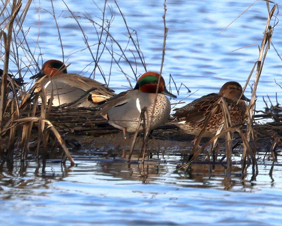 Green-winged Teal - ML612529682