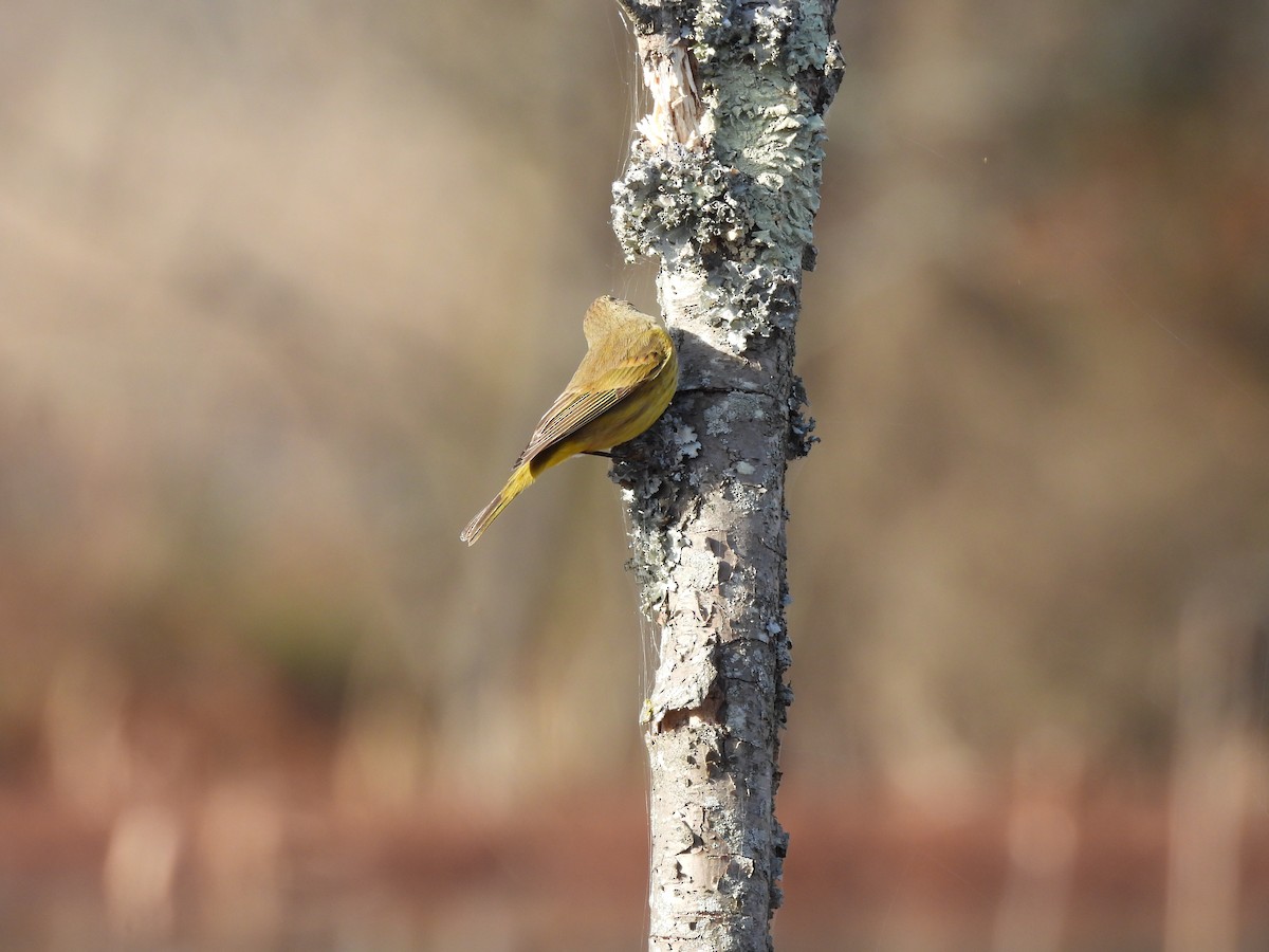 Palm Warbler - ML612529688