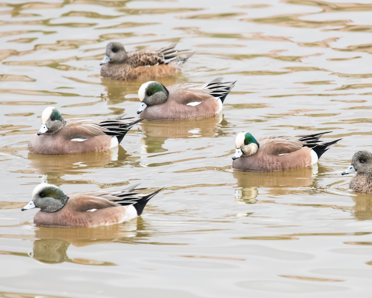 American Wigeon - ML612529690