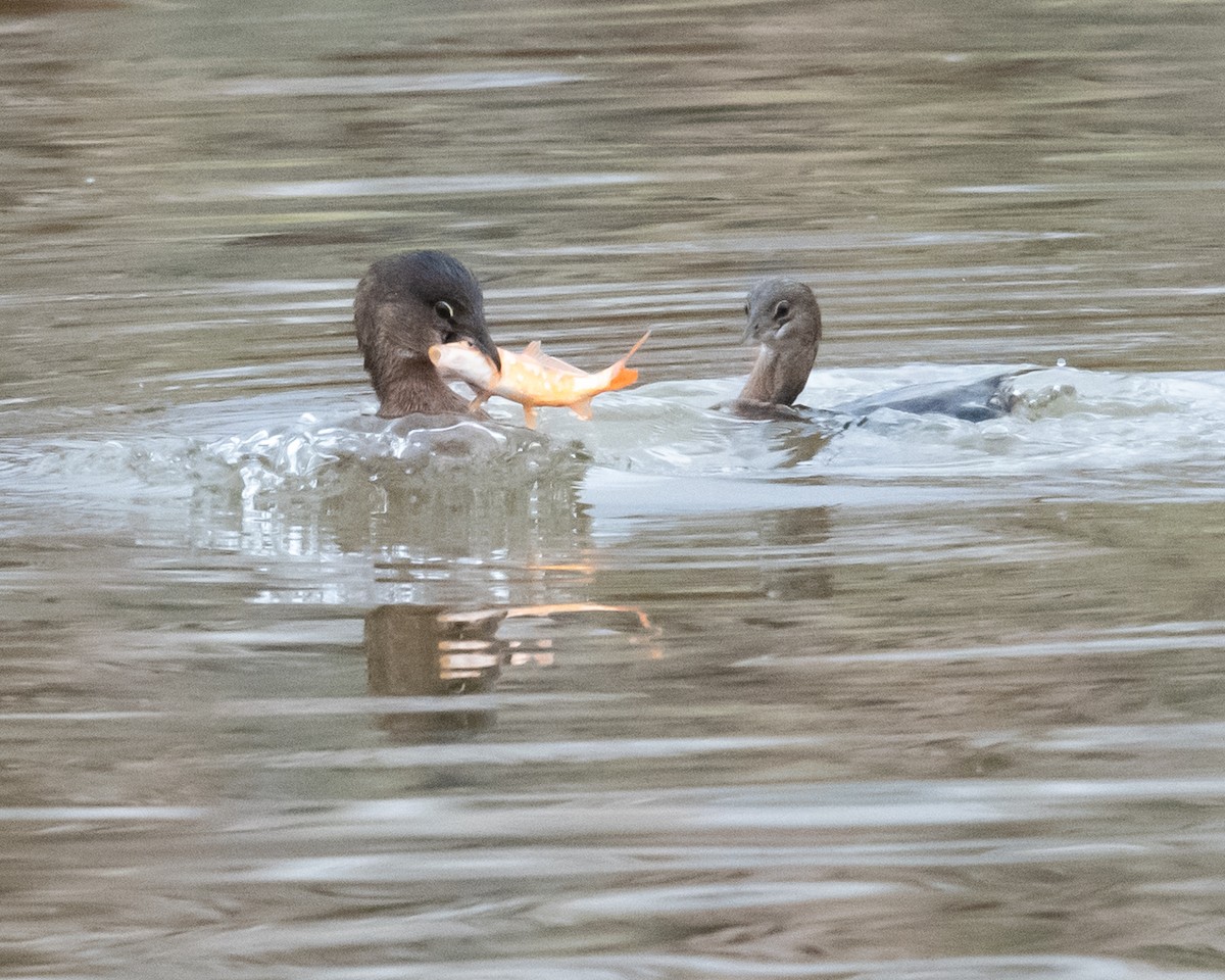 Pied-billed Grebe - ML612529771