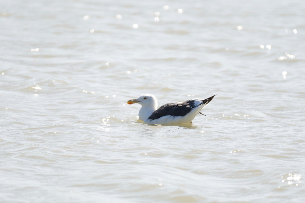 Yellow-footed Gull - ML612529777