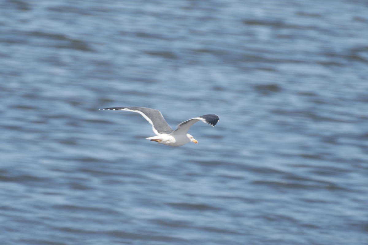 Yellow-footed Gull - ML612529826